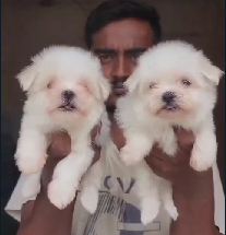 Buy Male Maltese Puppy from Bangalore